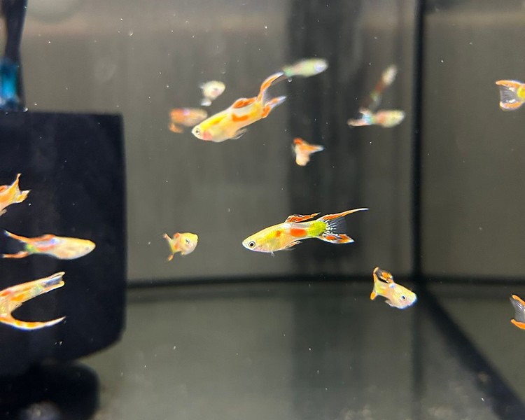 Calico Endler Guppy - Male ~ 2cm